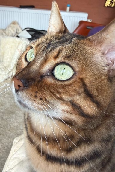 Xyla prachtige ogen en ook zo een lieve moeder voor haar kittens