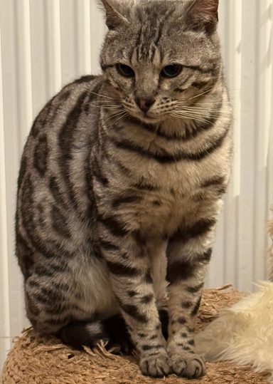 Safari- ons dekmannetje echt een sterke kater. 